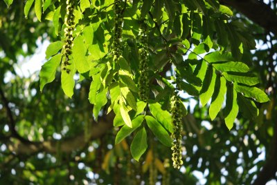 Pterocarya fraxinifolia - paořech jasanolistý - listy a plodenství